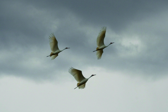 Летят журавли
