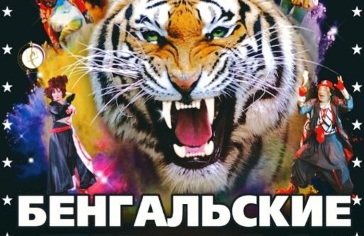 Цирк бенгальские тигры. Афиша цирка с тиграми. Новосибирский цирк афиша. Цирк про бенгальских тигров.