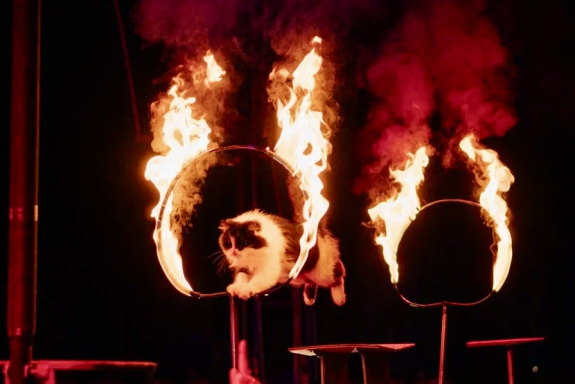 &TScy;&icy;&rcy;&kcy; "&Icy;&mcy;&pcy;&iecy;&rcy;&icy;&yacy; &mcy;&acy;&scy;&tcy;&iecy;&rcy;&ocy;&vcy;" &mcy;&kcy;&rcy;&ncy;&period; &Rcy;&ocy;&dcy;&ncy;&icy;&kcy;&icy;&comma; &gcy;&period; &Ncy;&ocy;&vcy;&ocy;&scy;&icy;&bcy;&icy;&rcy;&scy;&kcy;